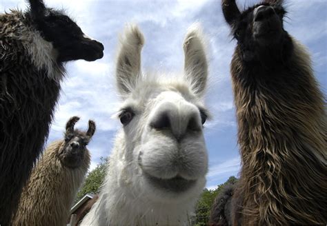 Free Download Funny Llama Pics Funny Wallpaper 650x450 For Your