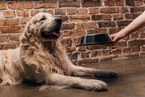 Royal canine uses essential nutrients for. Your guide to the best dog food for Golden Retrievers - K9 Web