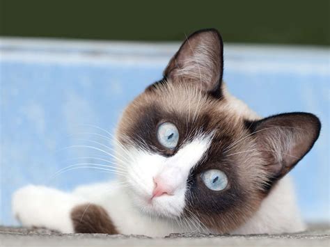 The Snowshoe Cat Cat Breeds Encyclopedia