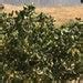 25 Pistachio Seeds From Kerman Pistachio Tree Grown In Etsy