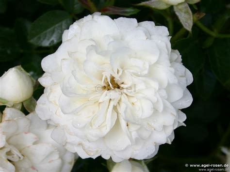 Buy White Babyflor Miniature Rose Agel Rosen