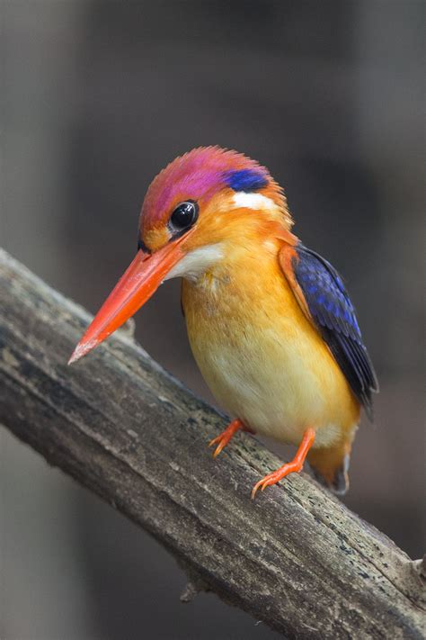 Oriental Dwarf Kingfisher Birds Of Singapore