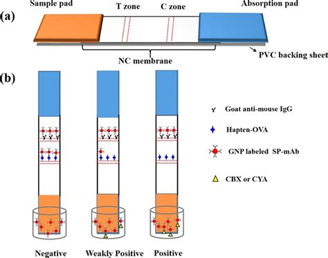 Colloidal Gold Immunochromatographic Assay For Rapid Detection Of Carbadox And Cyadox In Chicken