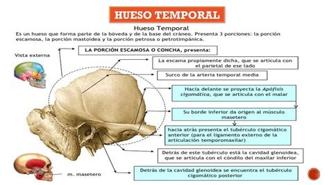 Hueso Temporal Y Occipital Udocz