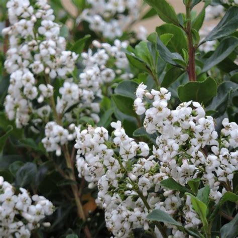 Escallonia Iveyi Bushy Scented Flowering Outdoor Potted Evergreen Shrub