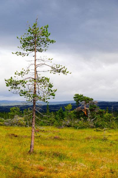 Pine Tree In Northern Landscape Photography Art Prints And Posters By