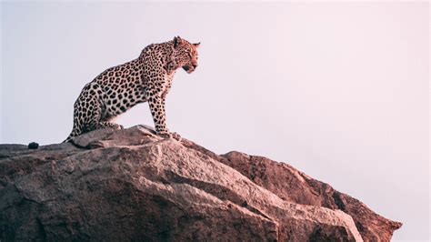 Cheetah Is Sitting On Rock And Sightseeing 4k Hd Animals Wallpapers