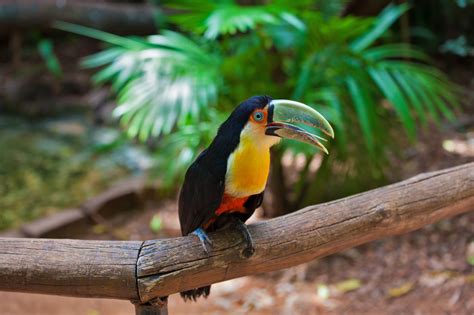 Regions that have tropical rainforest growth include brazil and northern south america, west central africa, india and southeast asia, indonesia, and northeast australia. Spectacular Rainforest Animal Adaptations You Simply Gotta ...