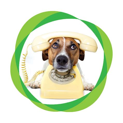 Free Recommendation For Your Pet's Health | Homeoanimo | Reviews on