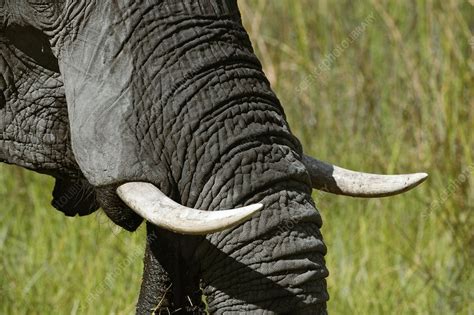 African Elephant Tusks Stock Image C0030188 Science Photo Library