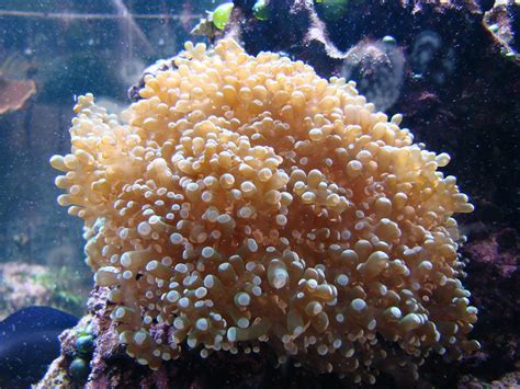 Index Of Ooctopus Frogspawn Coral