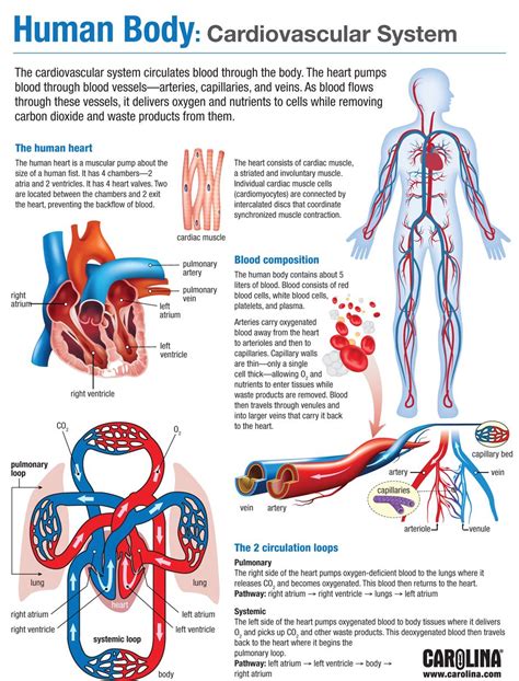 Human Body Cardiovascular System 236720524150264792