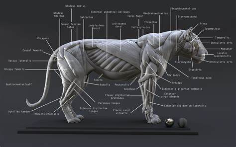 Back muscles reference | male. Lion Ecorche - Model Muscles Study - | 3D model | Lion ...