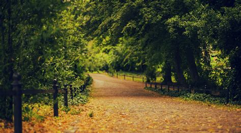 1920x1080 Resolution Green Leafed Tree Road Trees Forest Hd