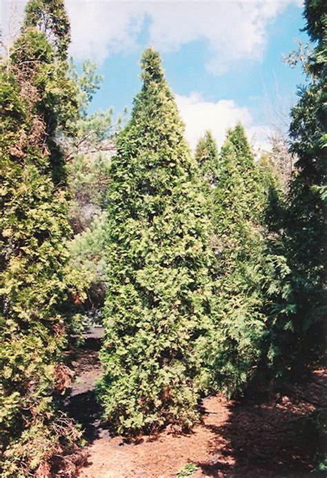 pyramidal cedar thuja occidentalis fastigiata at connon nurseries cbv evergreen shrubs