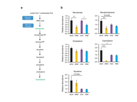 Rm Alters Metabolites Involving In Cholesterol Metabolism Of Gut