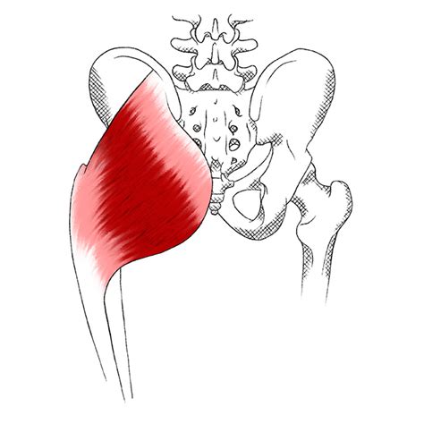 Gluteus Maximus Pain And Trigger Points