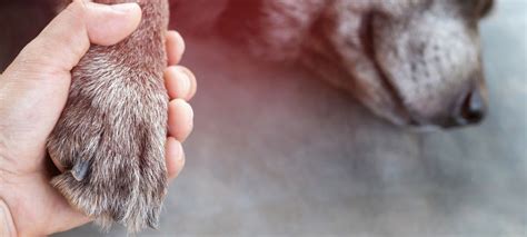 10 Powerful Prayers For Dying Dog Connectus