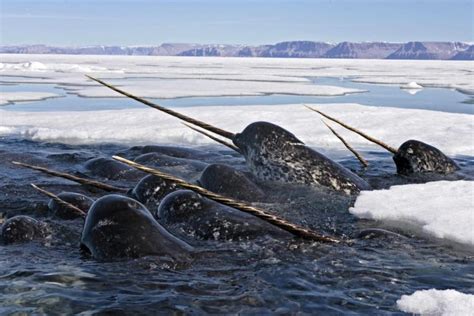 Narwhal Spiraled Tusks Reveal Toxic Mercury Exposure Related To Climate
