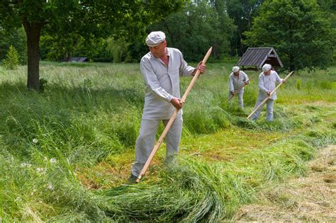 Kosy pójdą w ruch Przed nami pierwsze tegoroczne sianokosy w Muzeum