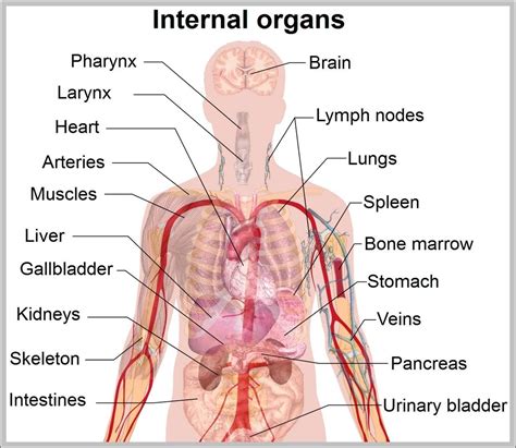 Human Body Internal Organs Graph Diagram