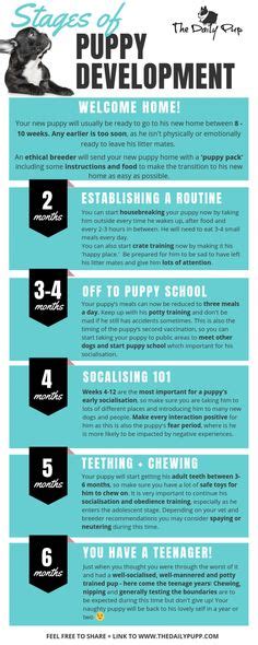 Puppy Calendar Your Puppys First Year Dog Breeding Kennels