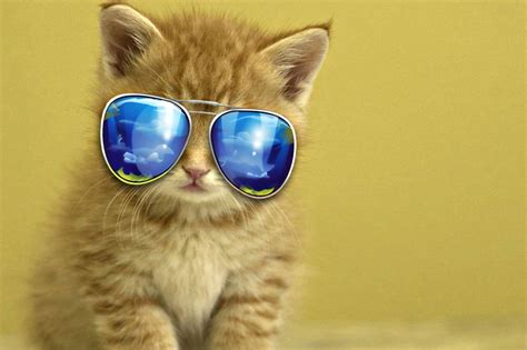 Cat With Sunglasses Wallpapers Top Free Cat With Sunglasses Backgrounds Wallpaperaccess