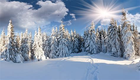 Hd Wallpaper Pine Trees Winter Forest The Sun Clouds Snow Path