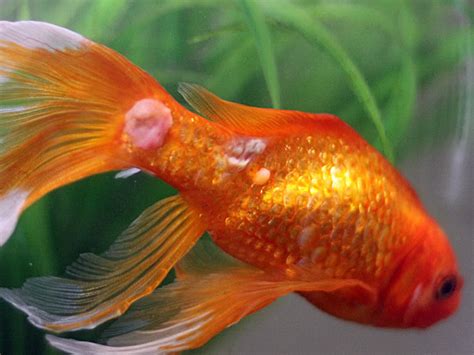 Common Illnesses Pearlscale Goldfish
