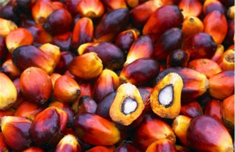 Especially this issue concerns those people who actively monitor the condition of your body. What Are the Health Benefits of Red Palm Oil from Palm ...