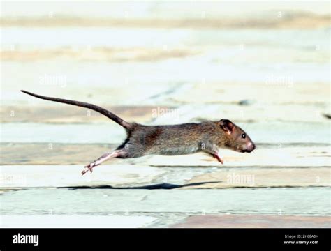 Rat Infestation At The Olympic Site In Stratford Rats Pictured At The