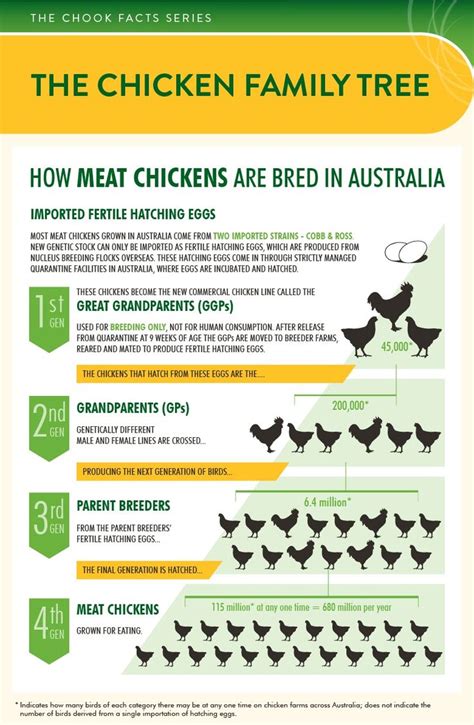 How Meat Chickens Are Bred In Australia Poultry Farm Design Poultry