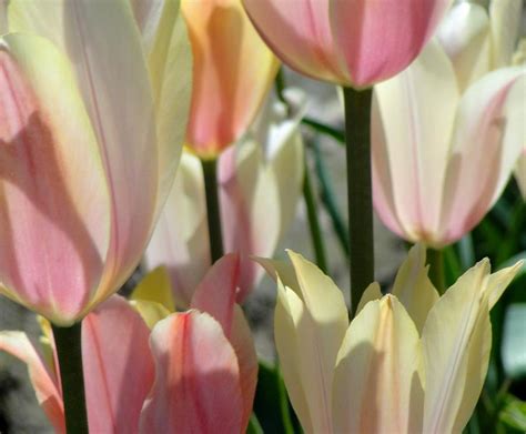 Pastel Tulips Photograph By Christine Olson Fine Art America