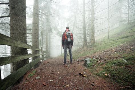 A Man Walking Alone Inside A Forest In A Foggy Day Stock Photo Image