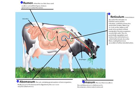 Magh Ag Sci: Animal Physiology - Ruminant Digestion