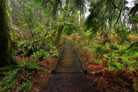 Pacific Northwest Forest Hiking Trail Stock Photo Image Of Nature