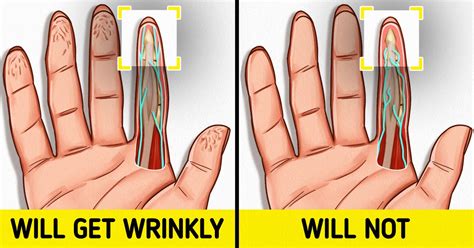why the skin on hands and feet get wrinkly in water 5 minute crafts