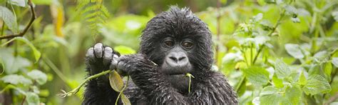 Gorilla Safaris, Budget Uganda Gorilla Safaris, Gorilla Trekking Safaris, Gorilla Tracking 