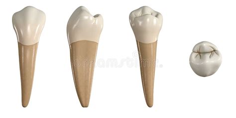 Permanent Upper First Premolar Tooth 3d Illustration Of The Anatomy Of