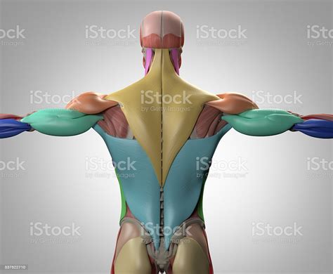 Muscles of the back can be divided into superficial, intermediate, and deep group.since the all the back muscles originate in embryo (fetus) form by locations other than the back, muscles in the. Human Anatomy Muscle Groups Torso Back 3d Illustration Stock Photo & More Pictures of Anatomy ...