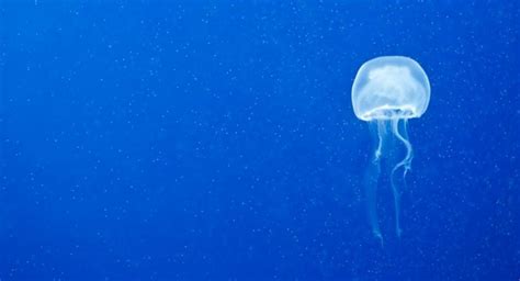 Worlds Smallest Jellyfish Causes Havoc In Australia The Statesman