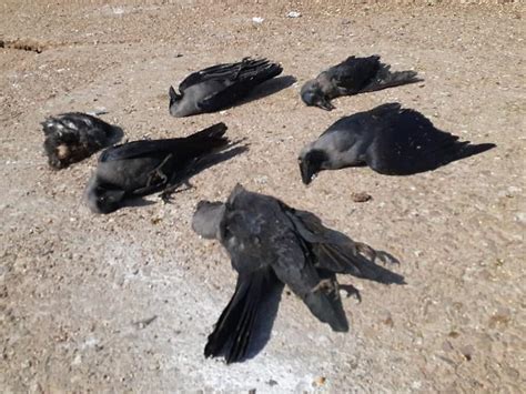 2950 Birds Found Dead In Rajasthan Response Teams Set Up Lokmarg News Views Blogs