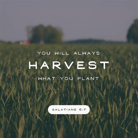 You Will Harvest What You Sow Virily