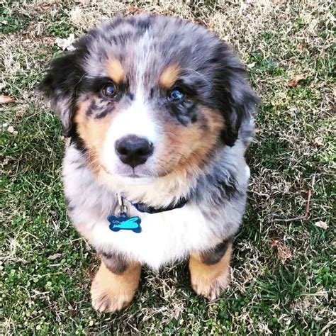 The australian shepherd husky mix (also known as the aussie siberian) is not a purebred dog. 41+ Australian Shepherd Mix Breed Reviews | Reviewed By ...