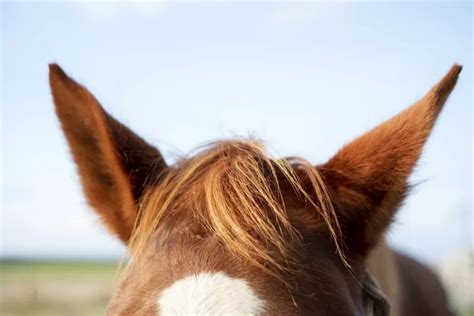 5 Ear Movements In Horses And What They Mean