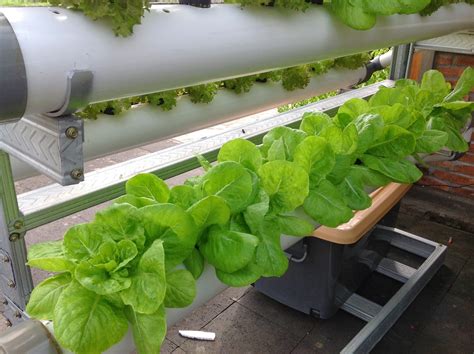 Rumah Hydroponic Manfaat Menanam Secara Hidroponik