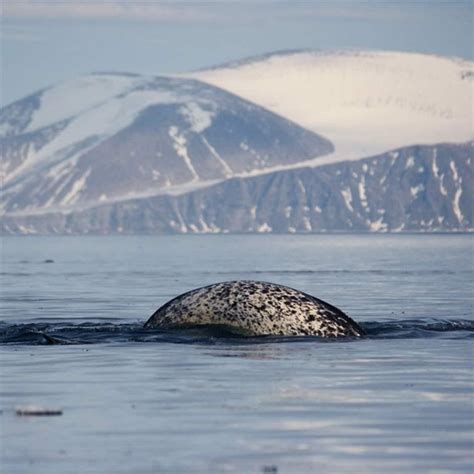 Arctic Oasis Sustains Northernmost Inuit Communities—and Marine Mammals