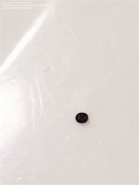 Insect And Spider Identification Tiny Round Black Bugs On Bedspread 1