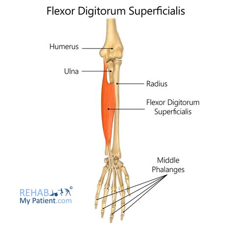 Muscle Anatomy Of Flexor Digitorum