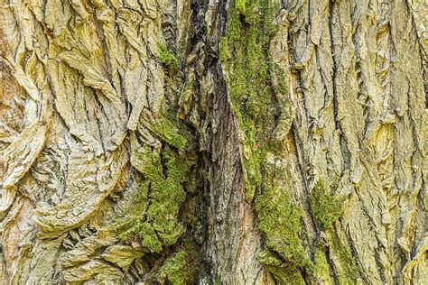 Bark Black Poplar Populus Nigra Tree Old Trunk 20 Inch By 30 Inch